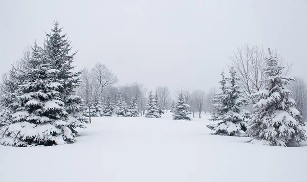 Schneebedeckte Tannen — Stockfoto