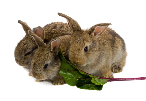 Drzewo trochę królików — Zdjęcie stockowe