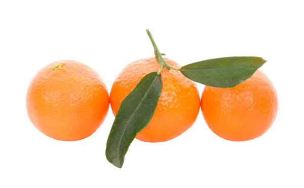 Boom mandarijnen — Stockfoto