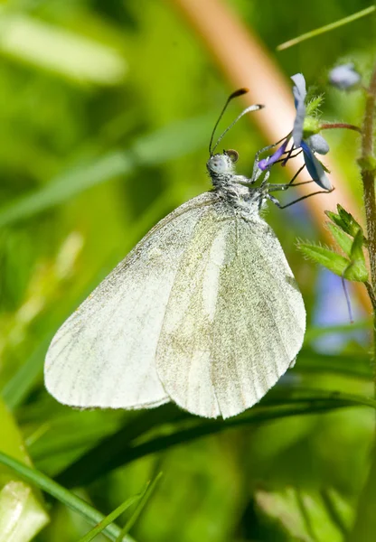 Mariposa blanca — Foto de Stock