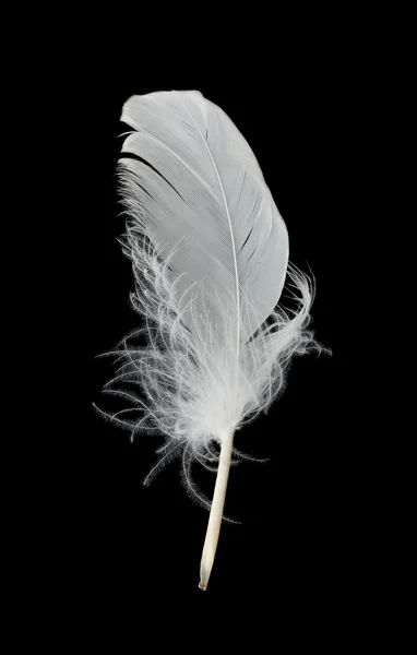 Pluma blanca sobre fondo negro — Foto de Stock