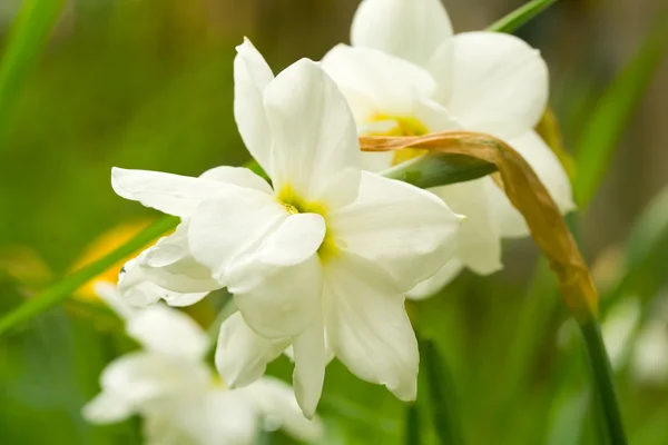White narcissus on green background — Stock Photo, Image