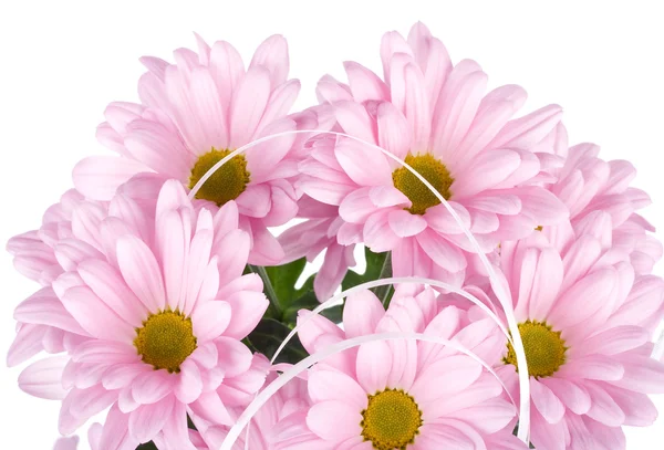 Pembe kasımpatı çiçekleri — Stok fotoğraf