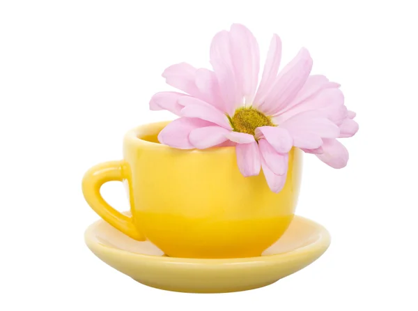 Gelbe Tasse und Chrysanthemen — Stockfoto