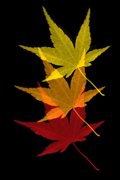 stock image Autumn leaves