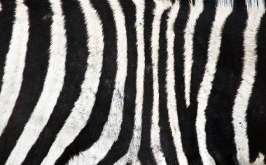 Natural Zebra background clipart