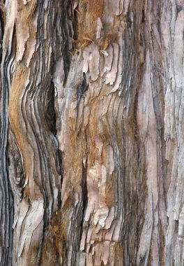 Pine bark clipart