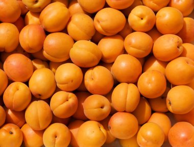 Orange apricot background clipart