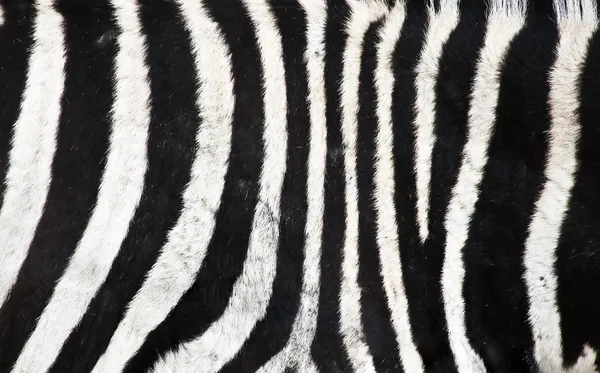Tło naturalne zebra — Zdjęcie stockowe