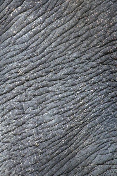 Wrinkled elephant skin — Stock Photo, Image
