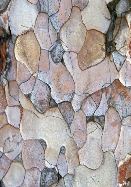 松の樹皮 — ストック写真