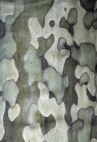 Плоская кора дерева — стоковое фото