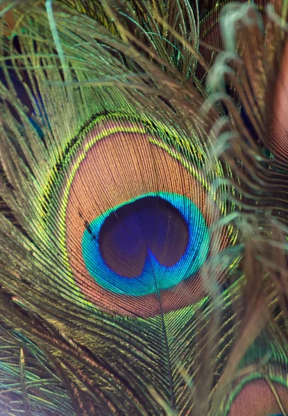 Piuma di pavone colorato — Foto Stock