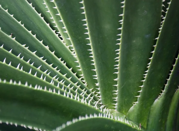Green agava close-up — Stock Photo, Image