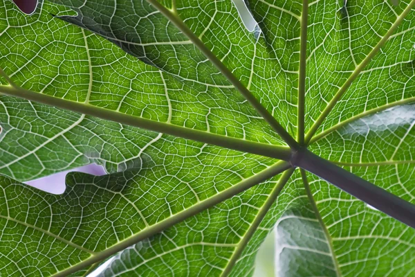 Papaya leafs — Stock Photo, Image