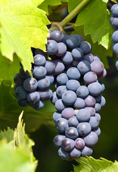 Kék szőlő — Stock Fotó