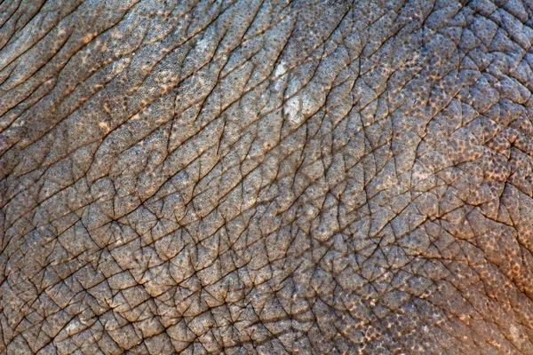 皮膚のしわの象 — ストック写真