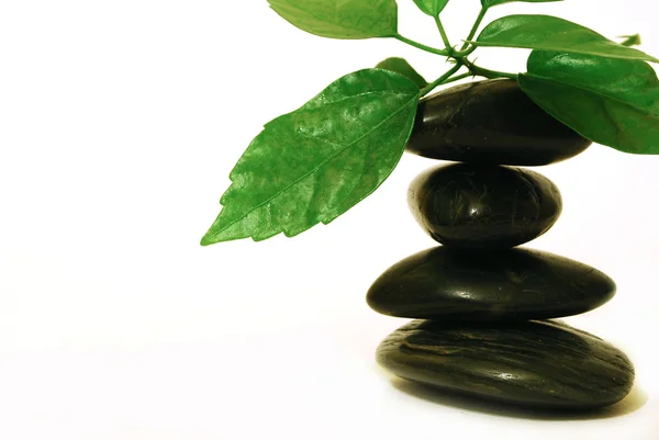 Spa stones with green leaf Stock Photo