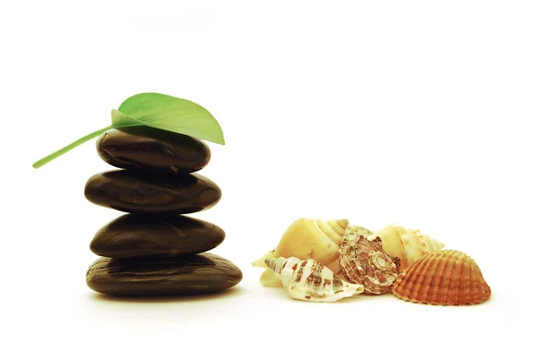 Spa stones and shells — Stock Photo, Image