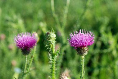 Bull Scotch Thistle Flower clipart