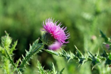 Boğa viski thistle çiçek