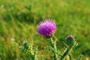 Boğa viski thistle çiçek