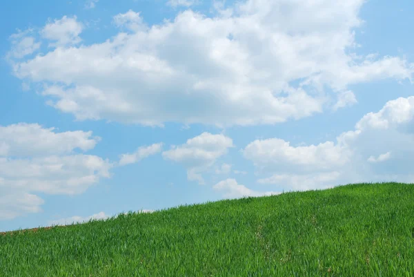 Sky och gräs — Stockfoto