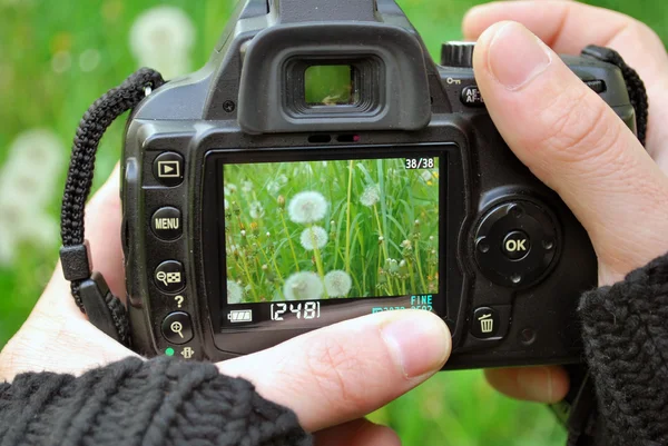 Displej fotoaparátu s rostlinami — Stock fotografie