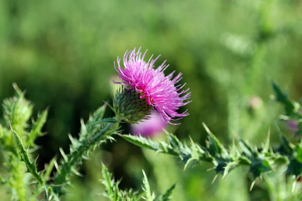 stock image Bull Scotch Thistle Flower