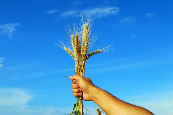 stock image Grain And Hand