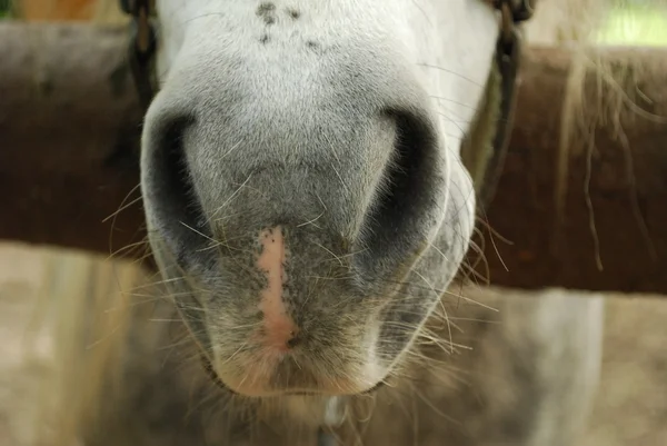 Hästmun på nära håll — Stockfoto