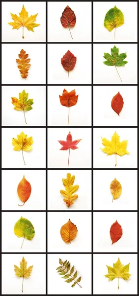 Autumn Leafs — Stock Photo, Image