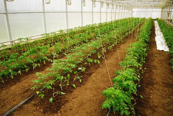 Tomates en un invernadero — Foto de Stock