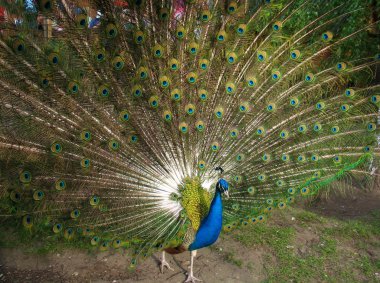 Peacock clipart