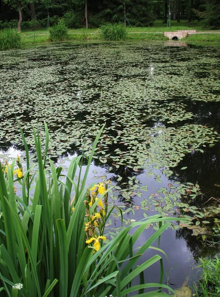 stock image Pond