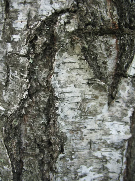 Huş ağacı kabuğu — Stok fotoğraf