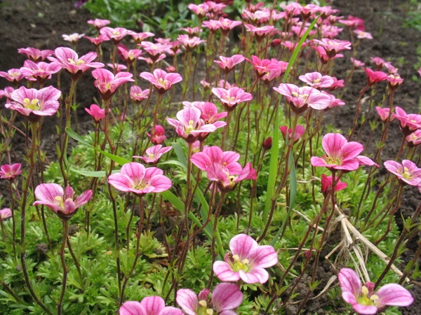 stock image Flowers