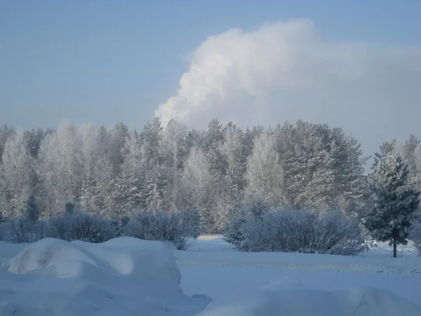 冬 — ストック写真