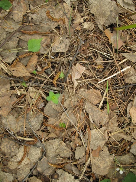 Hierba seca — Foto de Stock