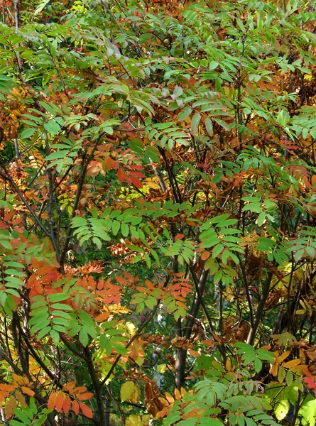 Rowan-ağaç — Stok fotoğraf