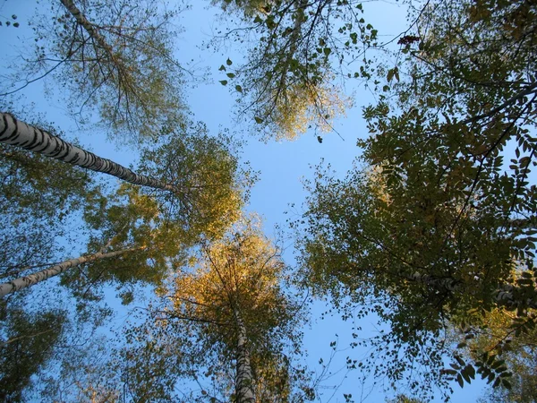 Árbol y cielo —  Fotos de Stock