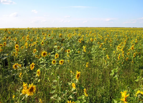 stock image Sunflowers field