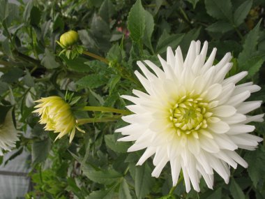 Green plant, white blossom clipart