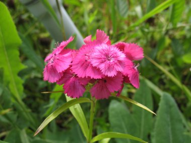 phlox çiçekler