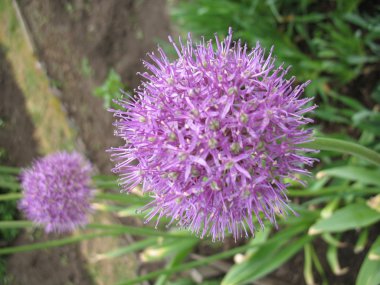 yeşil bitki, mavi çiçek