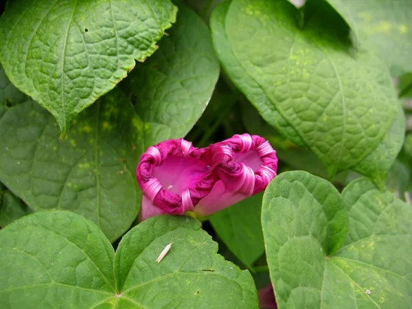 Planta verde, rosa flor — Fotografia de Stock