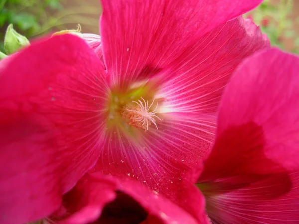 Zöld növény, Rózsa virág — Stock Fotó