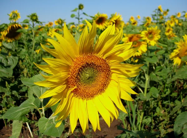 stock image Sunflower