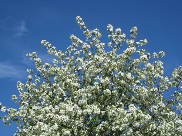 Blossoming of a apple tree — Stock Photo, Image