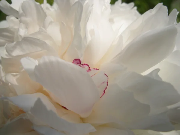 Roślina zielony, biały kwiat — Zdjęcie stockowe